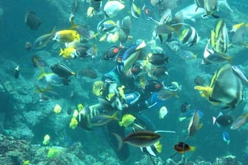 Snorkeling Adventure at Giftun Island National Park from Hurghada
