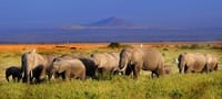 See Big 5 at Amboseli National Park