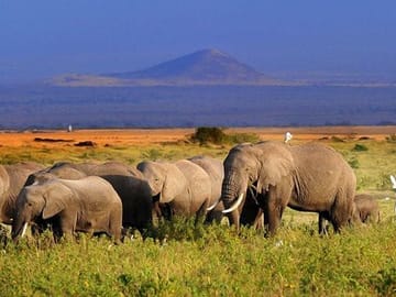 See Big 5 at Amboseli National Park