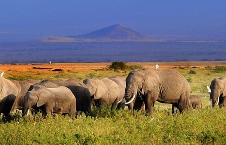 5day: Best of Kenya Big 5 Wildlife Safari to Amboseli & Tsavo West National Park