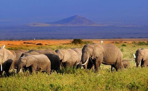5-Day Big 5 Wildlife Safari in Amboseli and Tsavo West