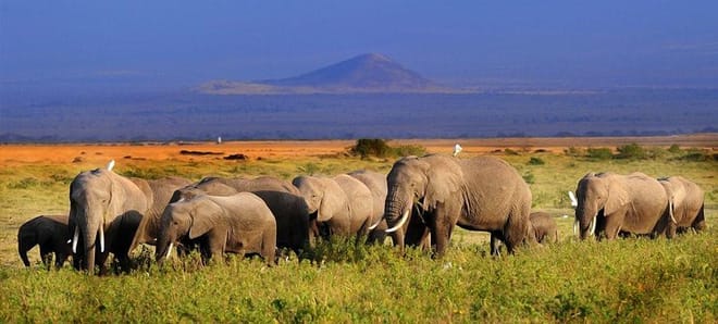 See Big 5 at Amboseli National Park