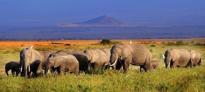 See Big 5 at Amboseli National Park