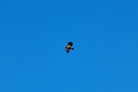 eagle