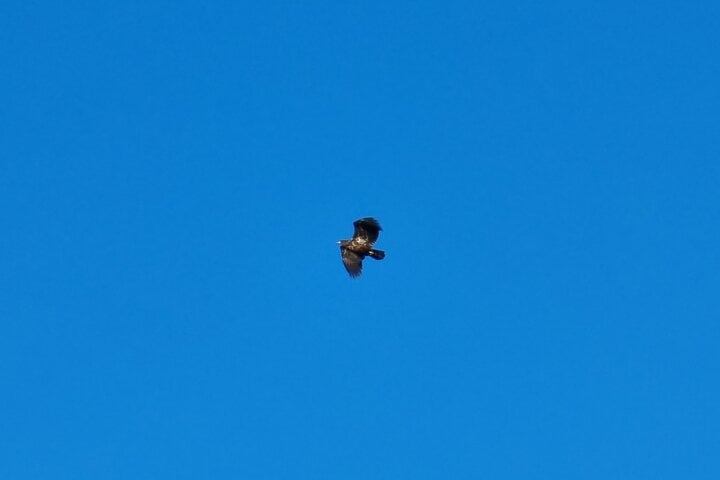 eagle