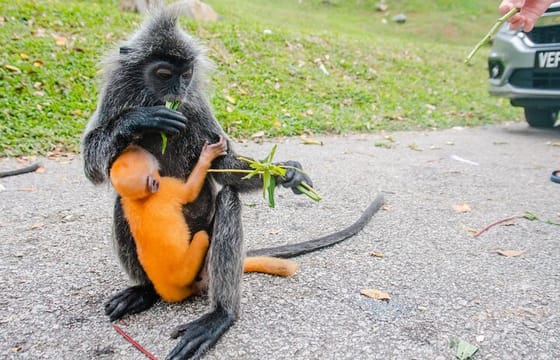 Fireflies and Bioluminescent Night Tour with Seafood Delight (Meet at Location)