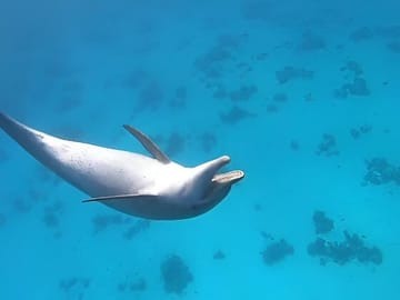 Premium VIP Dolphin House Snorkeling Adventure & Lunch – Hurghada