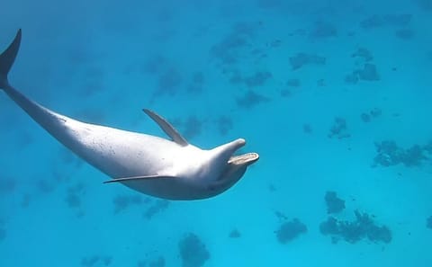 Premium VIP Dolphin House Snorkeling Adventure & Lunch – Hurghada