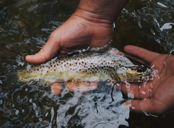 Wild brown trout fly fishing on a Connemara lough. Galway. Private guided.  7