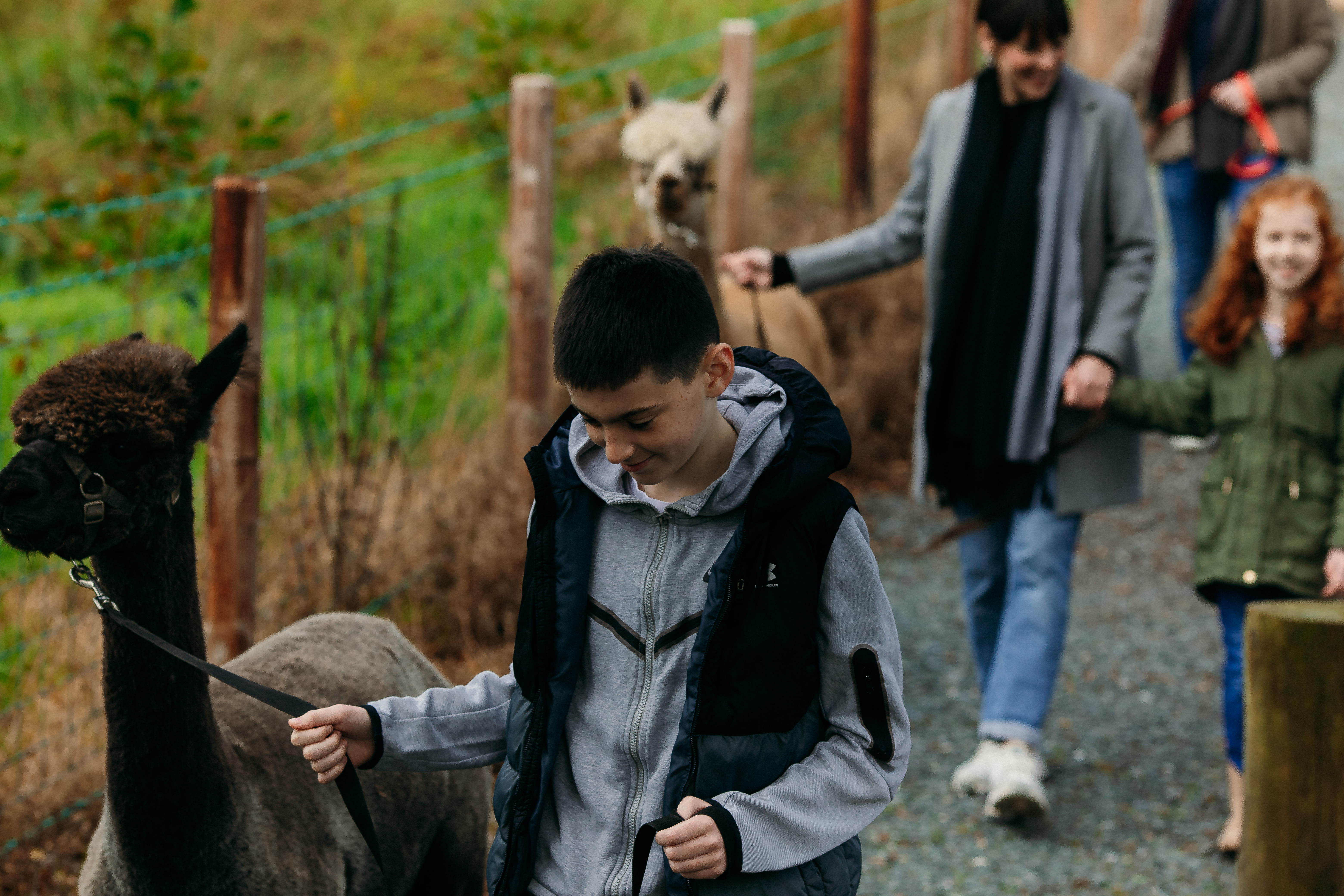 Guided Scenic Alpaca Trekking & Optional Luxury Picnic Hampers