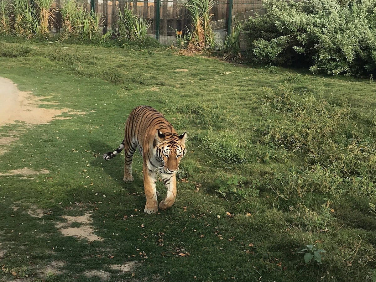 Dubai: Safari Park, Your Ultimate Wildlife Adventure!