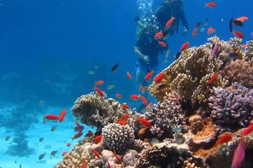 Snorkeling Day Trip to Tiran Island from Sharm El Sheikh