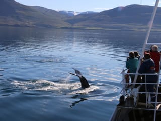 Classic Whale Watching from Dalvík, photo 7