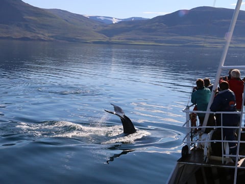 Classic Whale Watching from Dalvík, photo 7