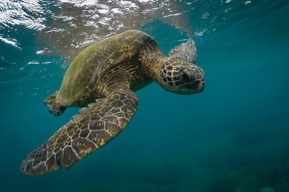 Snorkeling with Turtles in Mirissa
