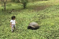 Galapagos Fauna