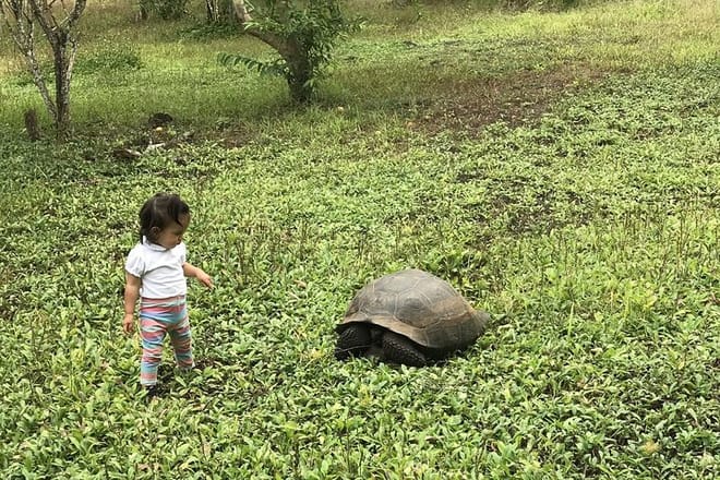 Galapagos Fauna