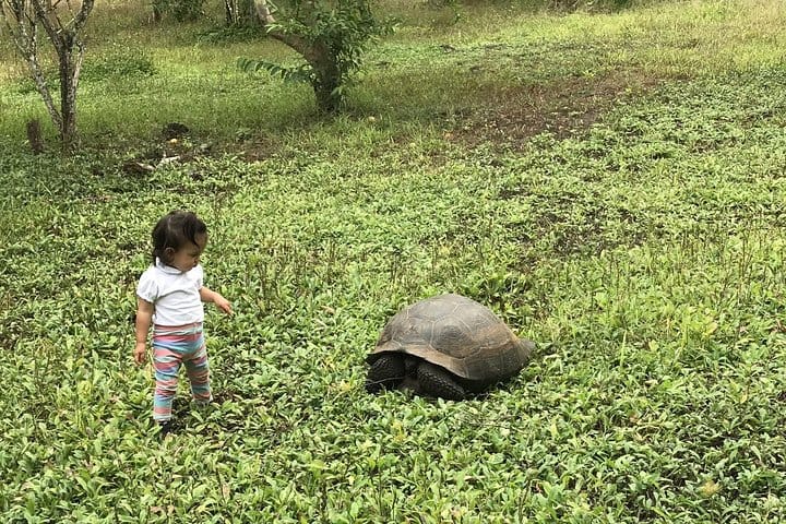 Galapagos Fauna