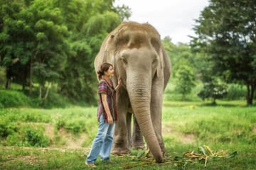 Jumbo Elephant Experience at Elephant Jungle Sanctuary Phuket