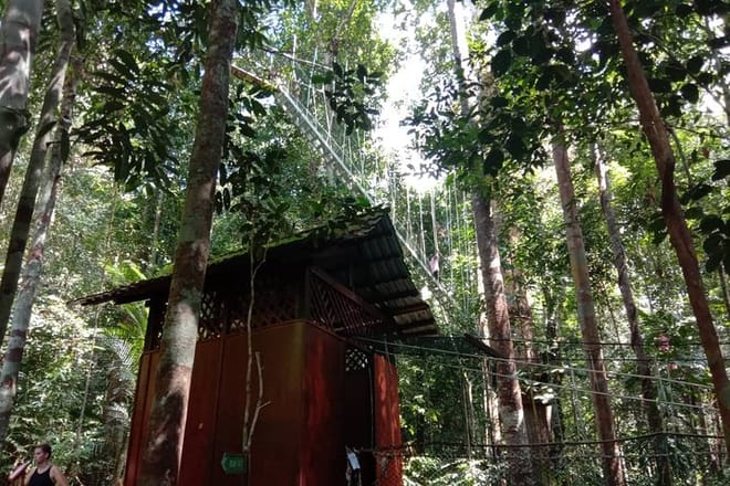 Taman Negara National Park Trekking Day Tour (SIC - Join In Tour) 5
