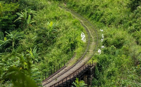 Ella Day Tour with Scenic Train Ride from Kandy