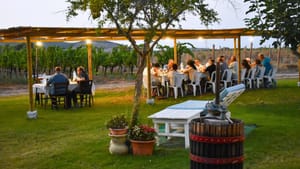 Alghero: lunch or dinner in the vineyard