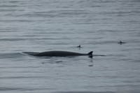 Reykjavík Whales & Puffins 9
