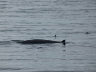 Reykjavík Whales & Puffins, photo 10