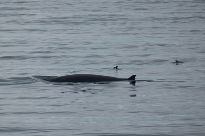 Reykjavík Whales & Puffins 9
