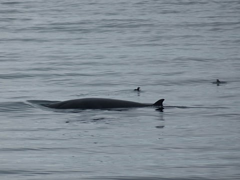 Reykjavík Whales & Puffins, photo 10