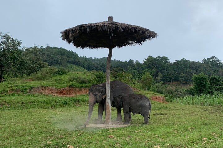 Care Pride Elephants: Full-Day Tour Experience
