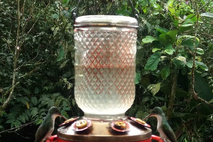 Private Tour to Mindo with Hummingbird Reserve, Tarabita and Butterfly Farm