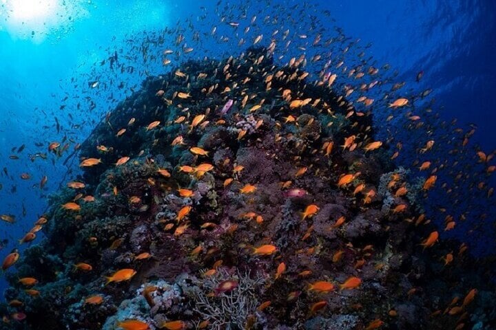 Full Day Coral Garden Snorkeling & Diving with Lunch : Marsa Alam