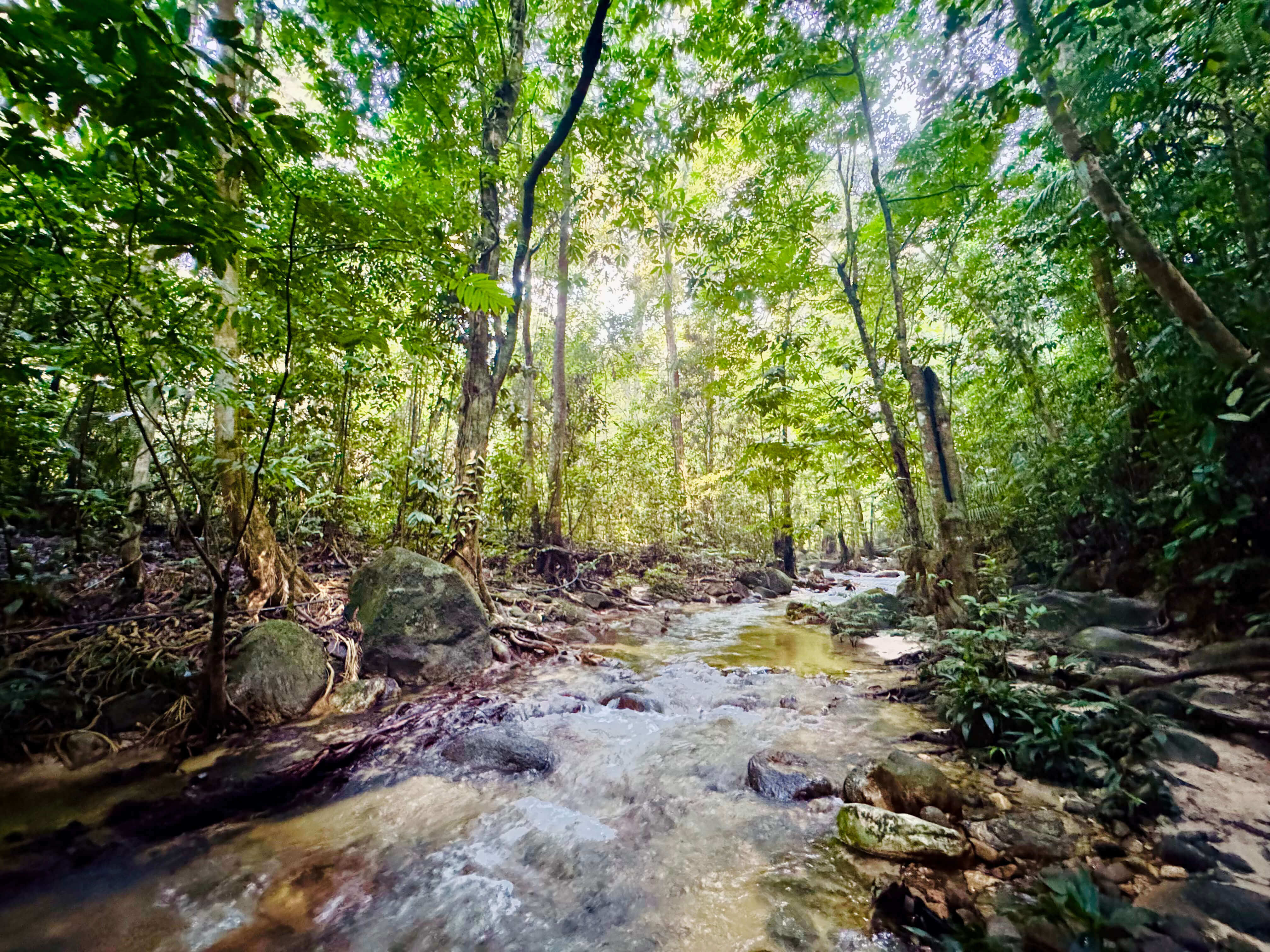 Explore Malaysia's rainforests with JomHiking! Hike serene river trails. Book your guided nature adventure easily.