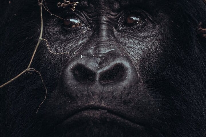 3 days Bwindi Gorilla Tour in Kampala