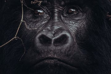 3-Day Gorilla Trekking Tour from Kampala to Bwindi