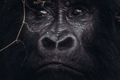 3 days Bwindi Gorilla Tour in Kampala