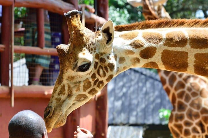 Giraffe Centre