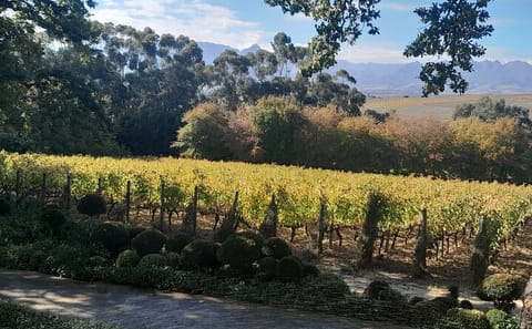 Table Mountain and Stellenbosch Wine Tasting Private Tour