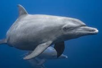 Kisite-Mpunguti Marine National Park Full Day Tour in Kenya