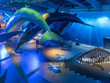 Explore Giant Whale Replicas