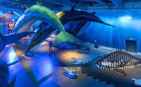 Whales of Iceland: An Ocean Giants Experience