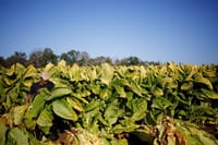 Tobacco plantations