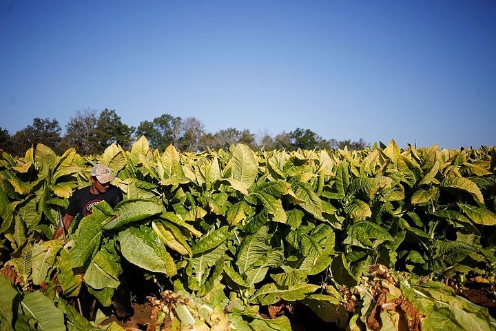 Tobacco Route Tour: Explore Salta’s Tobacco Fields & Cabra Corral Dam