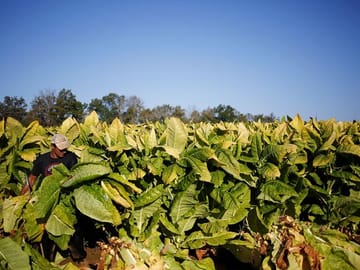 Tobacco plantations