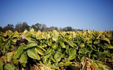 Tobacco Route Cultural Tour in La Viña from Salta