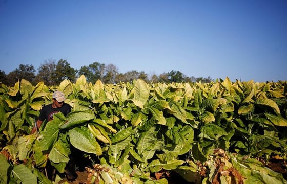 Tobacco Route Full Day Tour from Salta