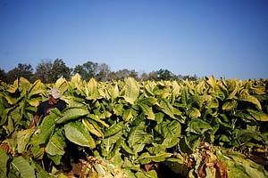 Tobacco Route Full Day Tour from Salta