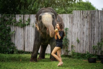 Elephant Feeding and Bathing Experience in Phuket