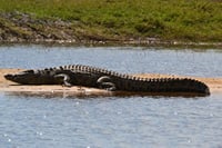 Zambezi River Sunset Cruise 2
